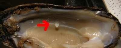 mussel-fishegg-arrow_original_crop