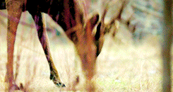 http://telltaletv.com/wp-content/uploads/2015/01/the100_deer.gif